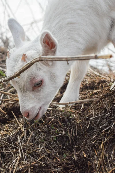 Little White Goat Farm — Stock Photo, Image