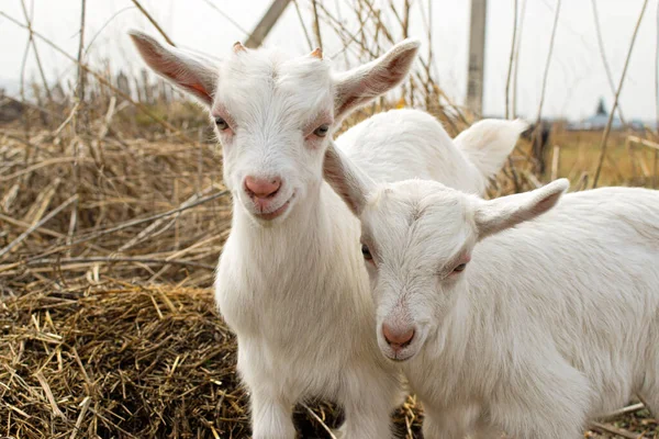 Little White Goat Farm — Stock Photo, Image