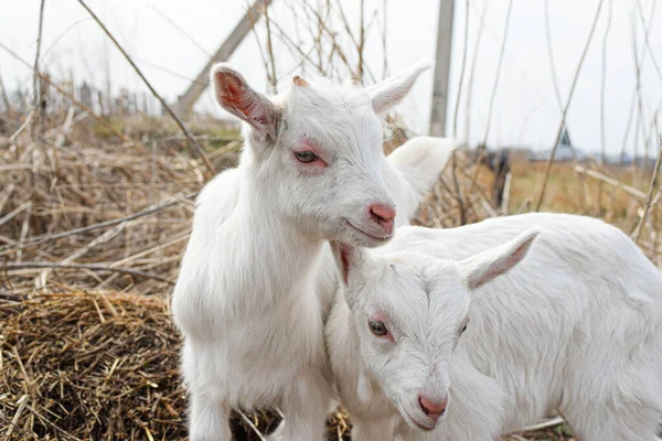 Little White Goat Farm — Stock Photo, Image