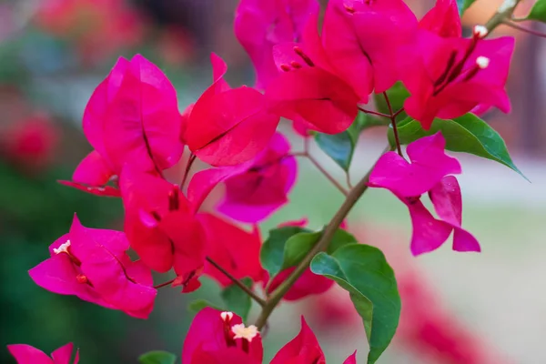 Flores Muy Hermosas Tailandia —  Fotos de Stock