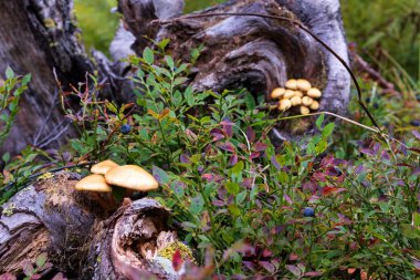 Sibirya 'da yetişen mantarlar, kütükler, taygalar, ormanlar.