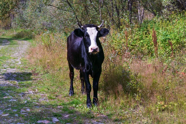 Vaca Negra Pastar Verano Siberia Rusia — Foto de Stock
