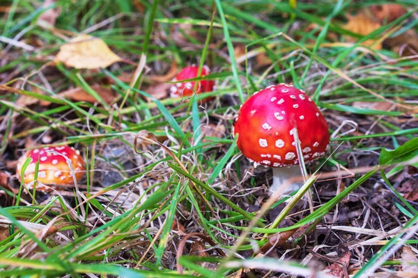 Mushrooms Fly Agaric Grow Siberia Taiga Forest — Stock Photo, Image