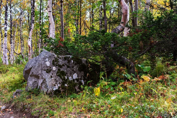 Birches Stone Clearing Taiga High Mountains Siberia Russia — Stock fotografie