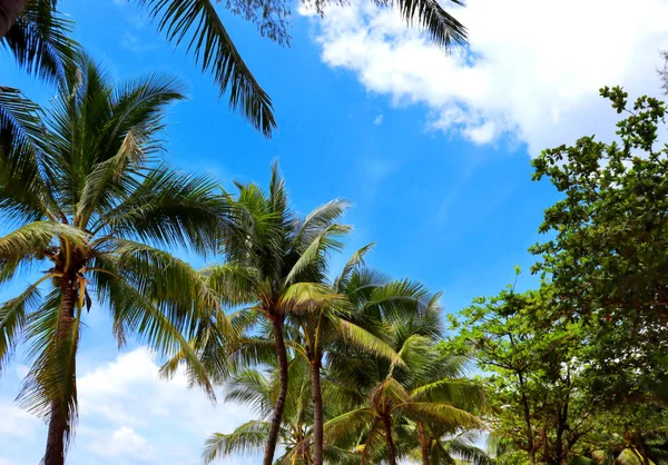 Tropické Květiny Rostliny Kokosové Palmy Pozadí Modré Oblohy Pláže Parky — Stock fotografie