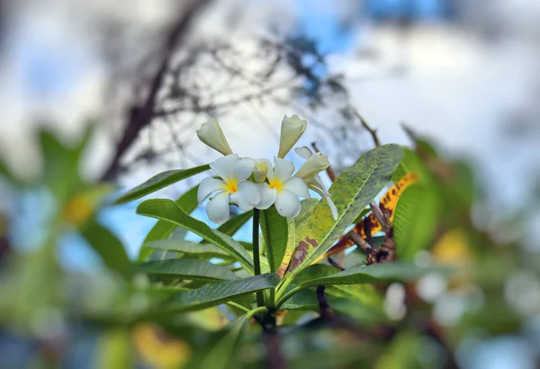 Tropiska Blommor Och Växter Kokospalmer Bakgrund Blå Himmel Stränder Och — Stockfoto