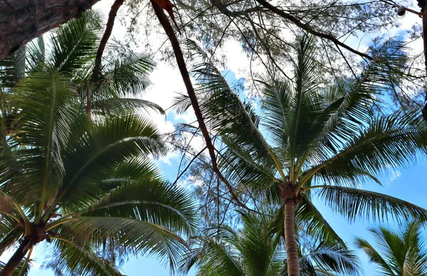 热带花卉和植物 蓝天背景下的椰子树 亚洲海滩和公园 — 图库照片