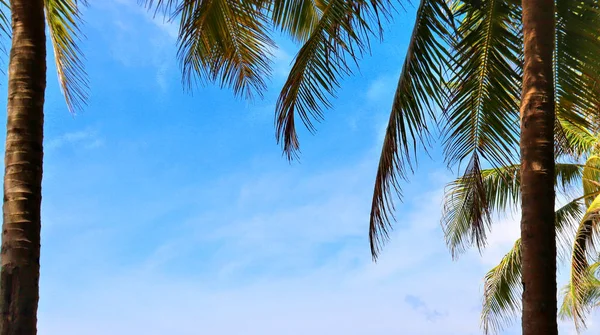 Tropische Bloemen Planten Kokospalmen Een Achtergrond Van Blauwe Lucht Stranden — Stockfoto