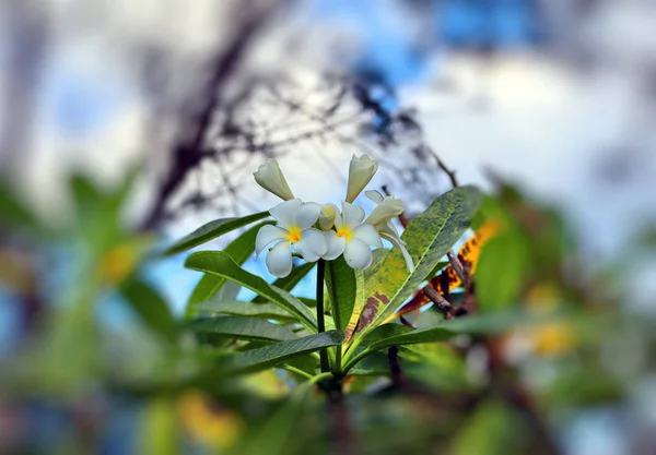 Tropical Flowers Plants Coconut Palms Background Blue Sky Beaches Parks — ストック写真