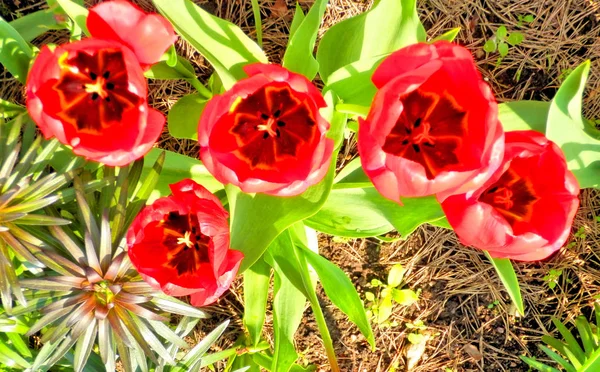 Walk Garden Colorful Tulips — Stock Photo, Image
