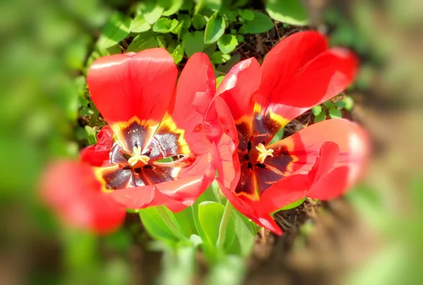 Passeio Jardim Tulipas Coloridas — Fotografia de Stock