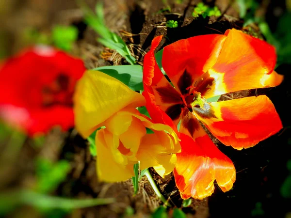 Passeio Jardim Tulipas Coloridas — Fotografia de Stock