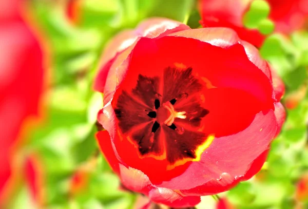 Paseo Por Jardín Tulipanes Coloridos — Foto de Stock