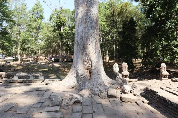 Views Temples Ancient Buildings Cambodia Surrounded Rainforest — Stock Photo, Image