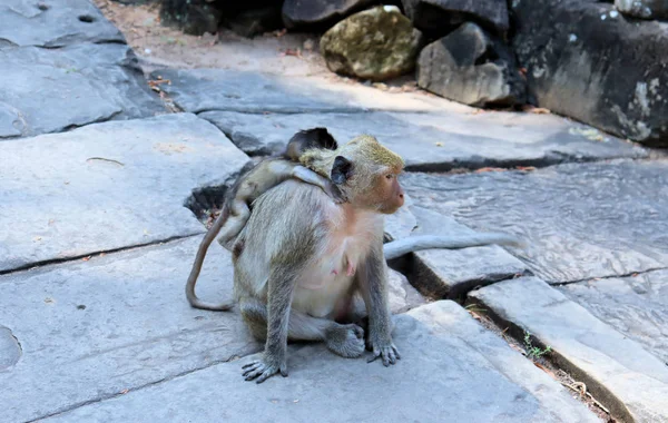 Una Bandada Monos Con Cachorros Corriendo Por Suelo Piedra Asia — Foto de Stock