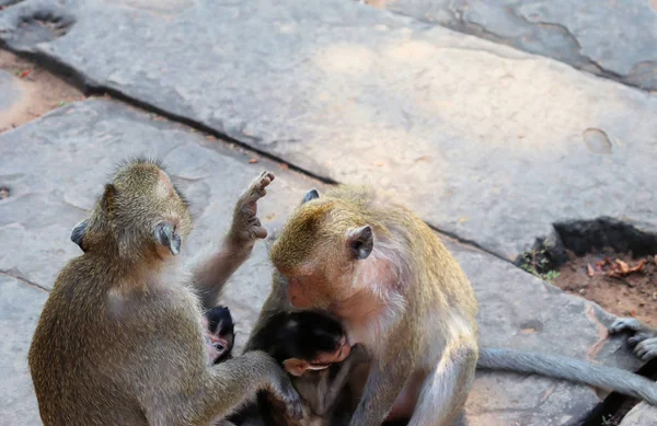 Una Bandada Monos Con Cachorros Corriendo Por Suelo Piedra Asia — Foto de Stock