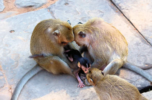 Flock Monkeys Cubs Running Stone Floor Hot Asia — Stock Photo, Image