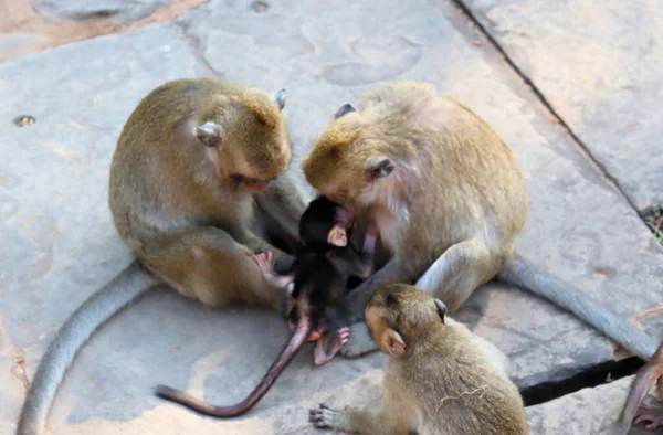 Una Bandada Monos Con Cachorros Corriendo Por Suelo Piedra Asia — Foto de Stock