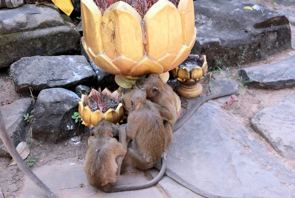 Una Bandada Monos Con Cachorros Corriendo Por Suelo Piedra Asia — Foto de Stock