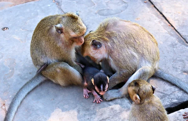 Sekawanan Monyet Dengan Anaknya Berjalan Lantai Batu Asia Panas — Stok Foto