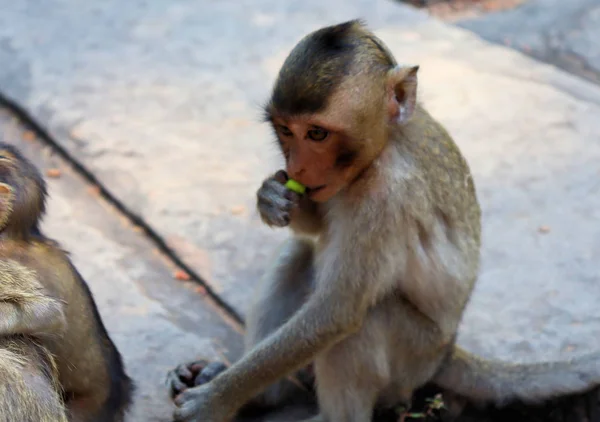 Una Bandada Monos Con Cachorros Corriendo Por Suelo Piedra Asia —  Fotos de Stock