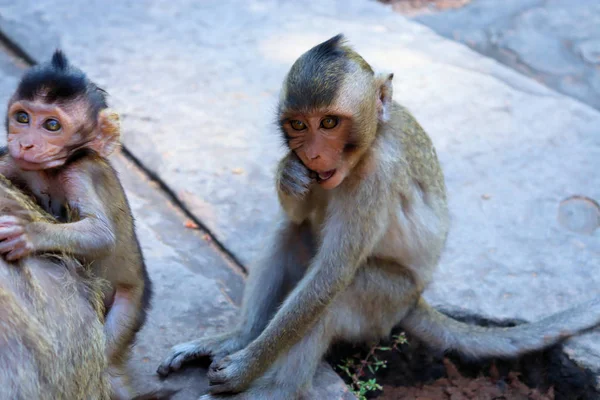 Troupeau Singes Avec Des Petits Qui Courent Sur Sol Pierre — Photo