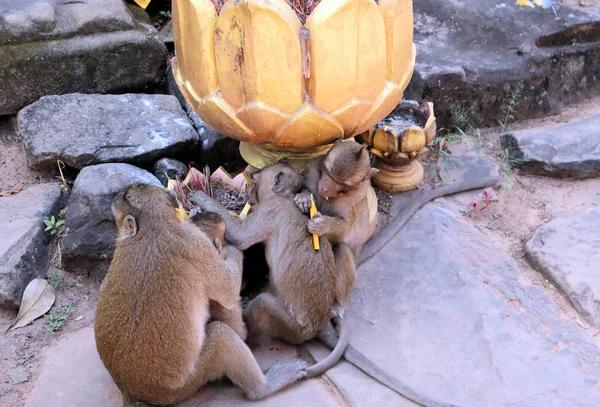 Bando Macacos Com Filhotes Correndo Chão Pedra Ásia Quente — Fotografia de Stock