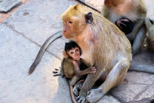 Eine Affenschar Mit Jungen Die Heißen Asien Auf Dem Steinboden — Stockfoto