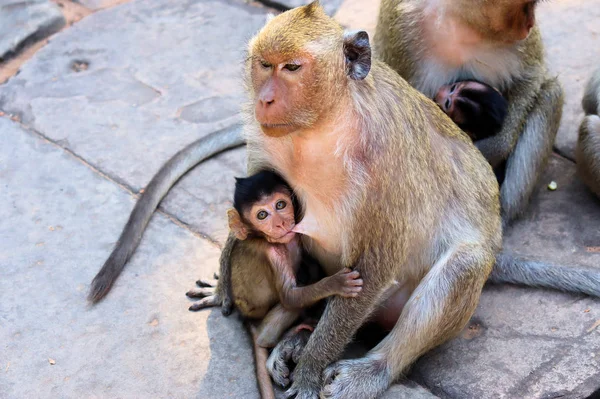 Troupeau Singes Avec Des Petits Qui Courent Sur Sol Pierre — Photo