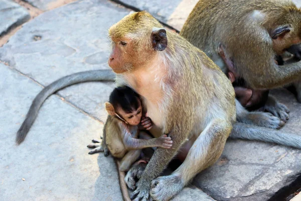 Troupeau Singes Avec Des Petits Qui Courent Sur Sol Pierre — Photo