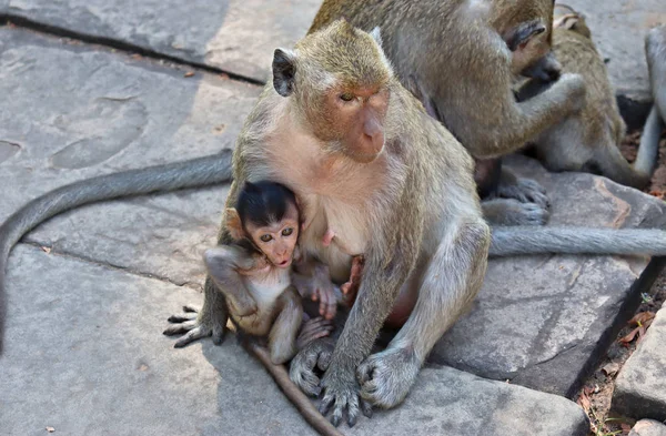 Sekawanan Monyet Dengan Anaknya Berjalan Lantai Batu Asia Panas — Stok Foto