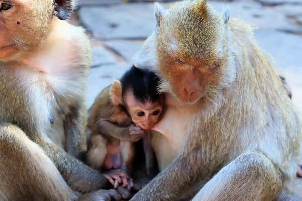 Troupeau Singes Avec Des Petits Qui Courent Sur Sol Pierre — Photo