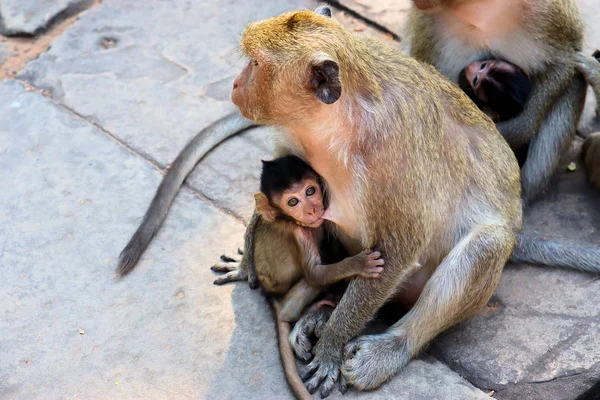 Una Bandada Monos Con Cachorros Corriendo Por Suelo Piedra Asia —  Fotos de Stock