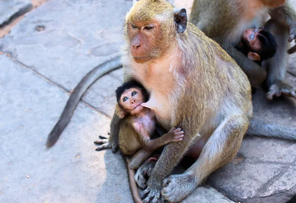 Sekawanan Monyet Dengan Anaknya Berjalan Lantai Batu Asia Panas — Stok Foto