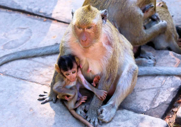 Flock Monkeys Cubs Running Stone Floor Hot Asia — Stock Photo, Image