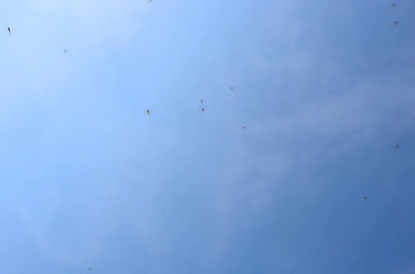 熱帯の青い空にトンボが飛んできます昆虫の群れです — ストック写真