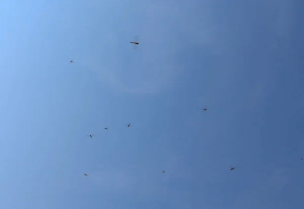 Libellen Fliegen Heißen Asien Über Kopf Den Blauen Himmel — Stockfoto