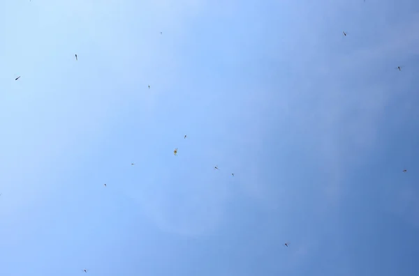 Libellen Fliegen Heißen Asien Über Kopf Den Blauen Himmel — Stockfoto