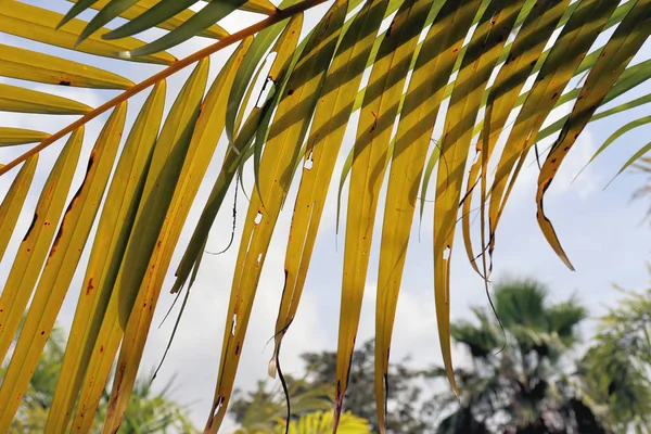 Natural Plant Background Large Palm Leaves Blue Sky South Asia — Stockfoto