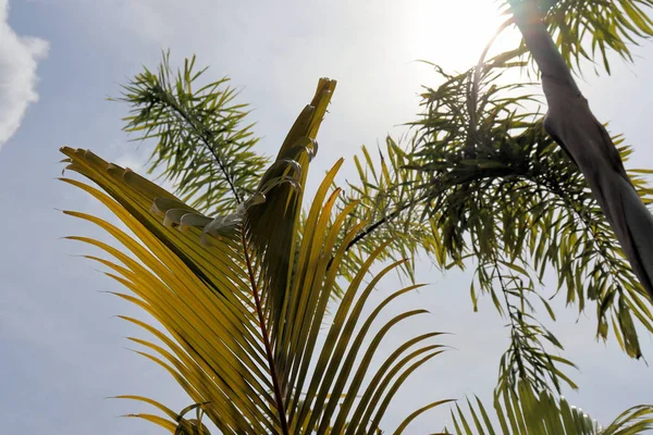 Natuurlijke Plantenachtergrond Grote Palmbladeren Blauwe Lucht Zuid Azië — Stockfoto