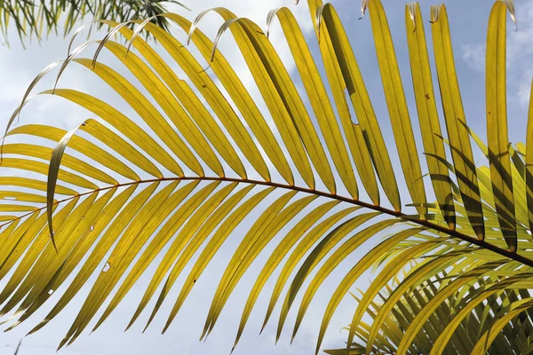 Fundo Planta Natural Grandes Folhas Palma Céu Azul Sul Ásia — Fotografia de Stock