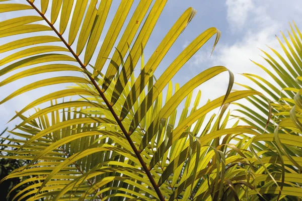 Fondo Vegetal Natural Grandes Hojas Palma Cielo Azul Sur Asia — Foto de Stock