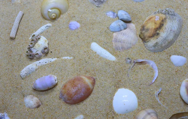 Background Texture of sand and seashells,View The surface of a tropical beach