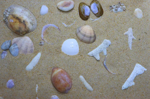 Background Texture of sand and seashells,View The surface of a tropical beach