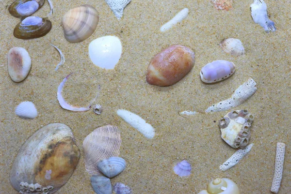 Background Texture Sand Seashells View Surface Tropical Beach — Stock Photo, Image