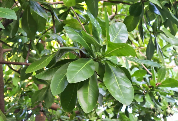 Tropik Ağaçlar Güzel Yeşil Meyveler Bitki Yapraklar Meyveler — Stok fotoğraf