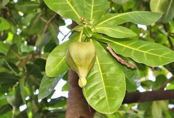 Tropische Bomen Prachtige Groene Vruchten Planten Bladeren Vruchten Buiten — Stockfoto