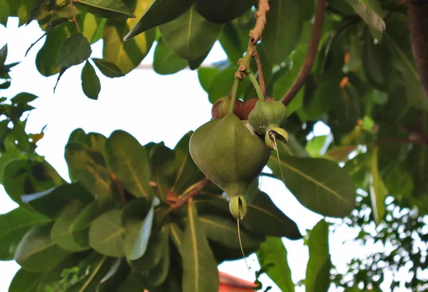 Tropische Bomen Prachtige Groene Vruchten Planten Bladeren Vruchten Buiten — Stockfoto