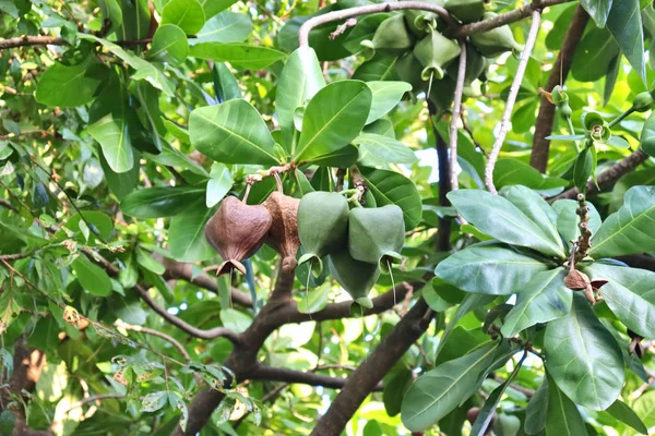 Árboles Tropicales Hermosas Frutas Verdes Plantas Hojas Frutas Aire Libre — Foto de Stock