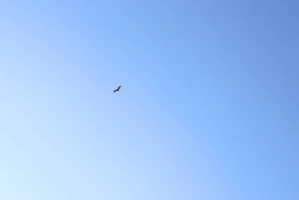 Φόντο Μαύροι Αετοί Πετούν Στα Σύννεφα Στον Γαλάζιο Ουρανό Πρωί — Φωτογραφία Αρχείου